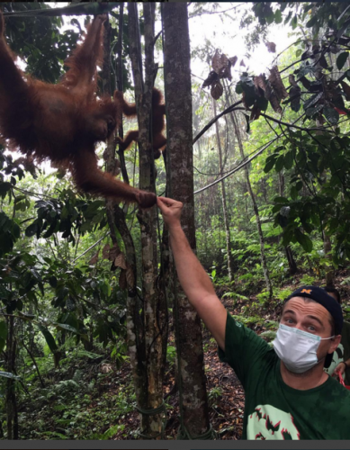 Leonardo Di Caprio uploaded this photo to his instagram account earlier this year, calling for support to stop damage to Leuser National Park (source: https://news.mongabay.com/2016/09/indonesian-environment-ministry-shoots-down-geothermal-plan-in-mount-leuser-national-park/)